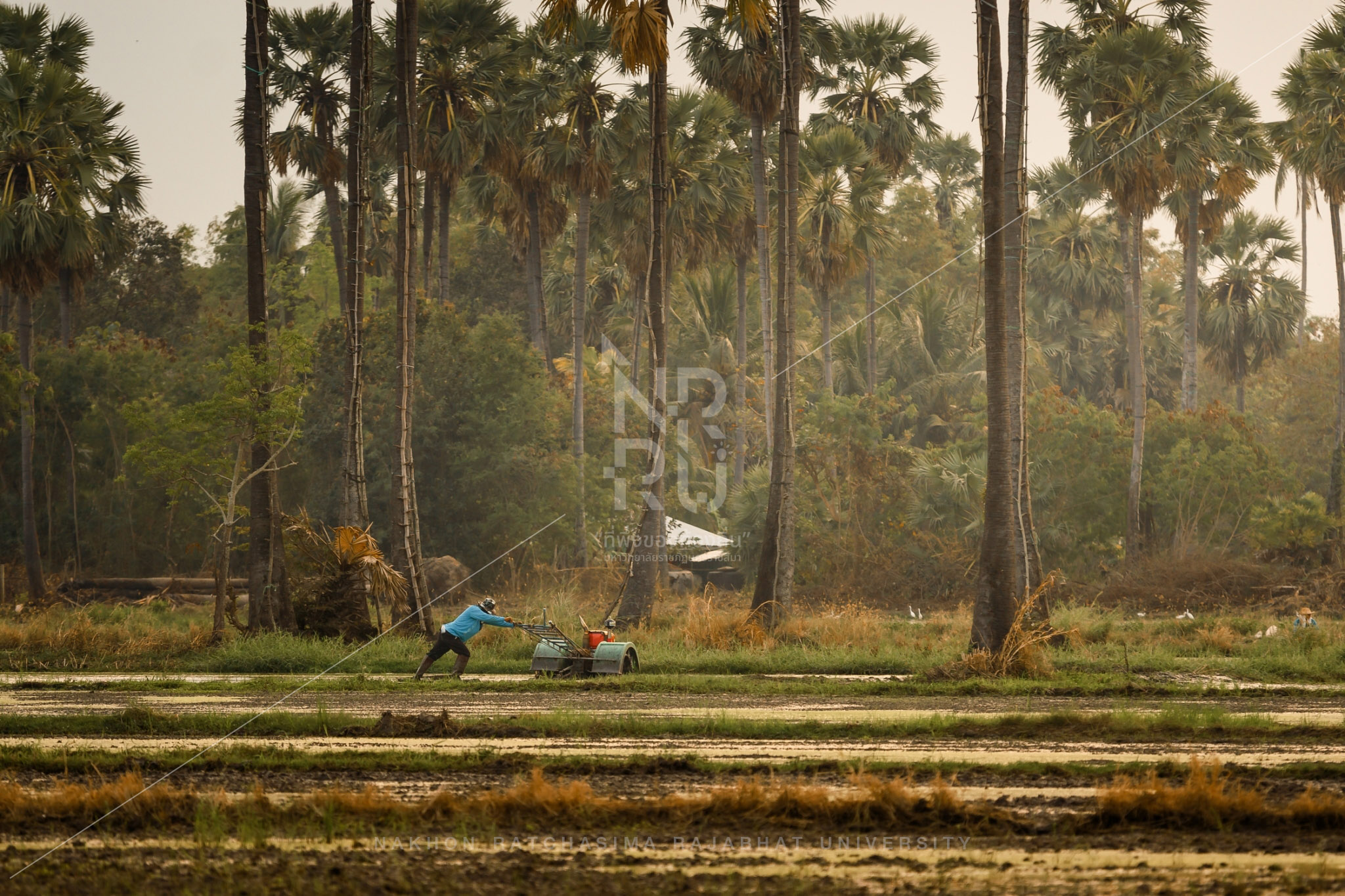Rice Field in Talat Sub-District (16)